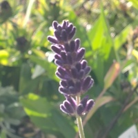 Lavandula angustifolia 'Hidcote'